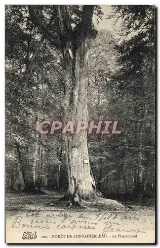 Ansichtskarte AK Arbre Foret de Fontainebleau Le Pharamond