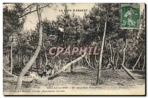 Cartes postales Arbre Soulac sur Mer Sous bois Pins tordus