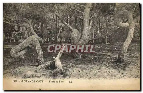 Cartes postales Arbre La Grande Cote Etude de pins