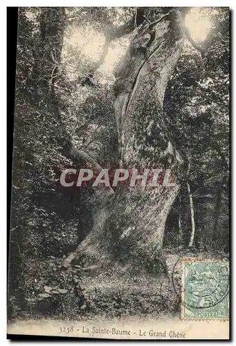 Cartes postales Arbre La Sainte Baume Le grand chene