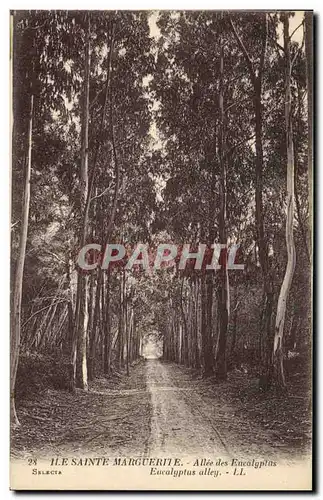 Ansichtskarte AK Arbre Ile Sainte Marguerite Allee des Eucalyptus