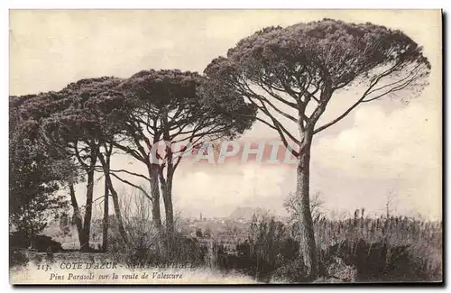 Cartes postales Arbre Saint Raphael Pins parasols sur la route de Valescure