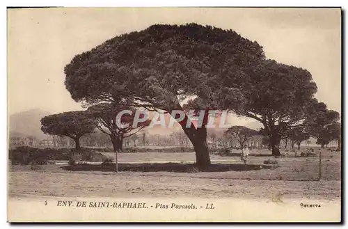 Cartes postales Arbre Environs de Saint Raphael Pins parasols