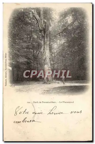 Ansichtskarte AK Arbre Foret de Fontainebleau Le Pharamond