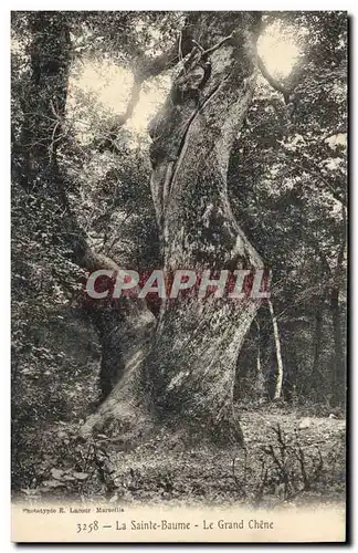 Cartes postales Arbre La Sainte Baume Le grand chene