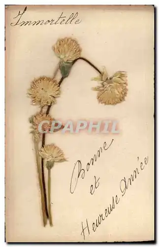 Cartes postales Brodee Fantaisie Fleurs sechees