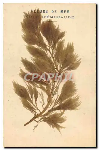 Cartes postales Brodee Fantaisie Fleurs sechees Fleurs de mer Cote d&#39Emeraude