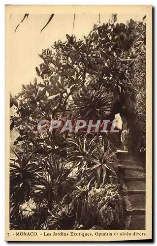 Cartes postales Monaco Jardins exotiques Opuntia et aloes divers