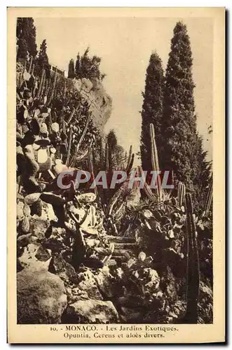Cartes postales Monaco Jardins exotiques Opuntia Cereus et aloes divers