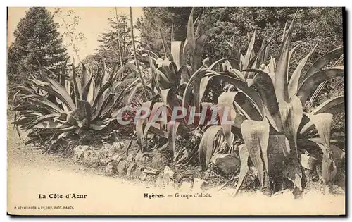 Cartes postales Hyeres Groupe d&#39aloes