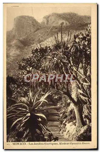 Cartes postales Monaco Les jardins exotiques Aloes et opuntia divers