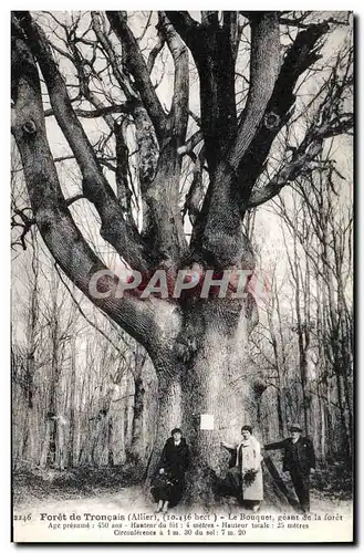 Ansichtskarte AK Arbre Foret de Troncais Allier Le bouquet geant de la foret
