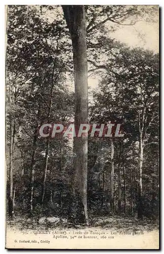 Cartes postales Arbre Cerilly Foret de Troncais Les arbres geants Apollon