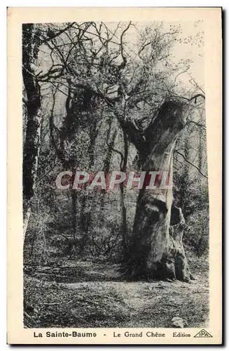 Ansichtskarte AK Arbre La Saint Baume Le grand chene