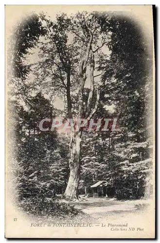 Ansichtskarte AK Arbre Foret de Fontainebleau Le Pharamond