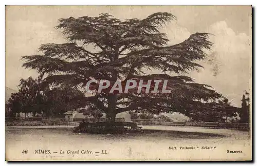 Ansichtskarte AK Arbre Nimes Le grand cedre