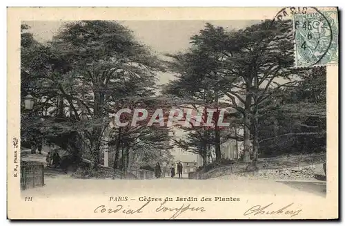 Ansichtskarte AK Arbre Paris Cedres du Jardin des Plantes