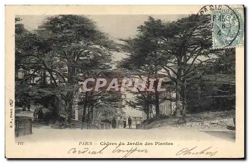 Cartes postales Arbre Paris Cedres du Jardin des Plantes