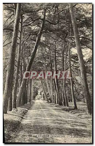 Cartes postales Arbre Chateau de la Grande Commune L&#39allee des pins