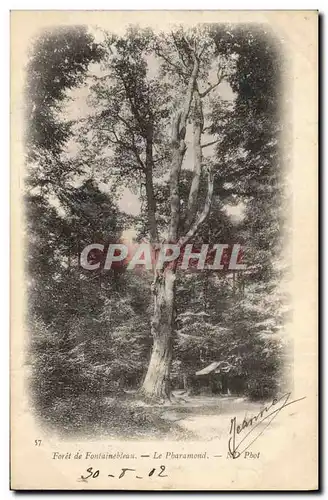 Cartes postales Arbre Foret de Fontainebleau Le Pharamond