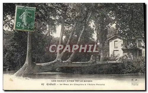 Cartes postales Arbre Creteil Le bras du chapitre a l&#39arbre Penche