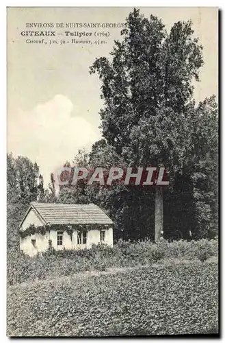 Ansichtskarte AK Arbre Citeaux Tulipier Environs de Nuits Saint Georges