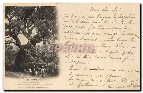 Cartes postales Arbre Le Boulou Chene Traboucaires