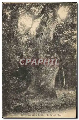 Cartes postales Arbre La Sainte Baume Le grand chene