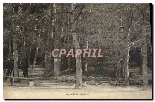 Cartes postales Arbre Sapin de la Criquette