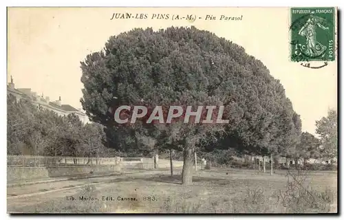 Cartes postales Arbre Juan les pins Pin Parasol