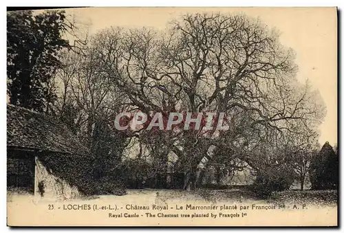 Cartes postales Arbre Loches Chateau royal Le marronnier plante par Francois 1er