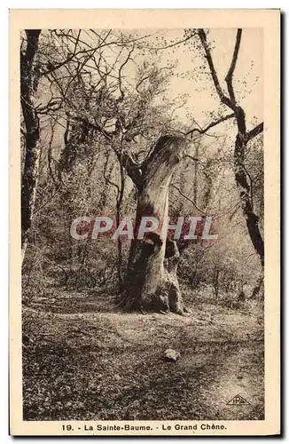 Ansichtskarte AK Arbre la Sainte Baume Le grand chene