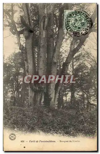 Ansichtskarte AK Arbre Foret de Fontainebleau Bouquet de Lisette