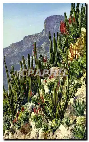 Cartes postales Jardin exotique de Monaco Cereus et Aloes divers
