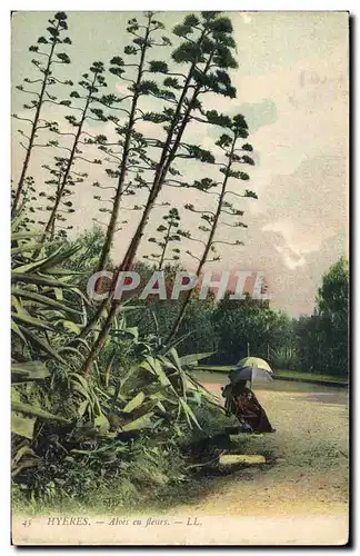 Cartes postales Hyeres Aloes en fleurs