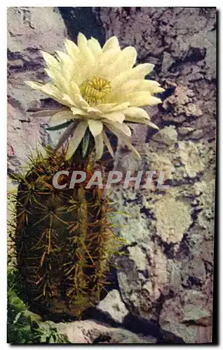 Ansichtskarte AK Jardin exotique de Monaco Cereus Gladiatus