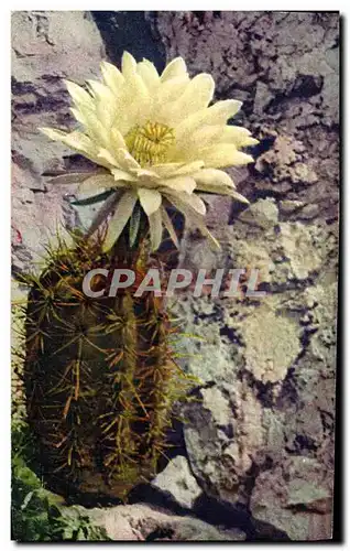 Cartes postales Jardin exotique de Monaco Cereus Gladiatus