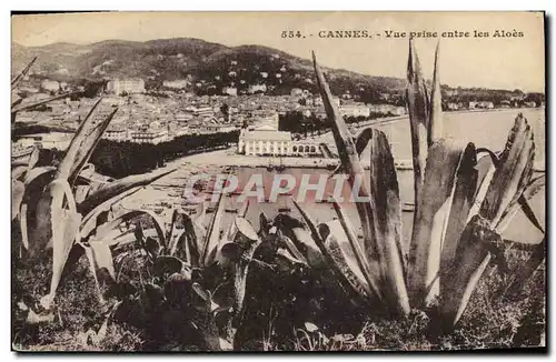 Ansichtskarte AK Cannes Vue prise entre les Aloes Cactus