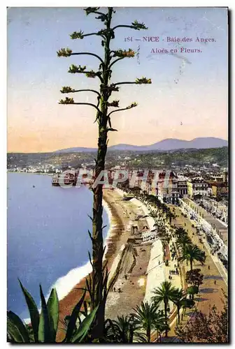 Cartes postales Nice Baie des Anges Aloes en fleurs