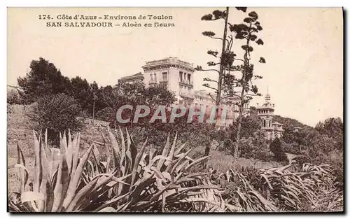 Cartes postales San Salvadour Aloes en fleurs Environs de Toulon