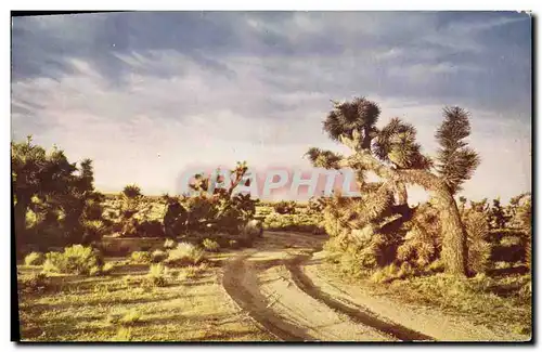 Moderne Karte Desert Joshua Tree Sentinel of the desert