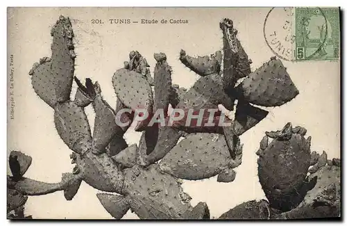 Cartes postales Tunis Etude de cactus