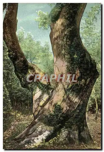 Ansichtskarte AK Arbre La Sainte Baume Le gros chene