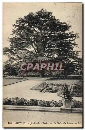 Cartes postales Arbre Rennes Jardin des plantes Le cedre du Liban