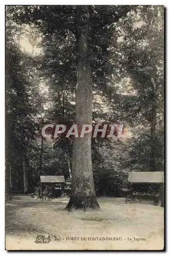 Ansichtskarte AK Arbre Foret de Fontainebleau Le Jupiter