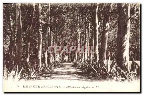 Ansichtskarte AK Arbre Ile Sainte Marguerite Allee des Eucalyptus