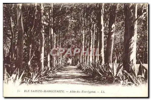 Cartes postales Arbre Ile Sainte Marguerite Allee des Eucalyptus