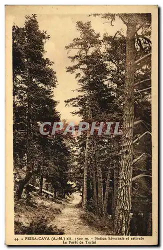 Cartes postales Arbre Peira Cava Station hivernale et estivale La foret de Turini
