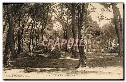 Ansichtskarte AK Arbre Hyeres Sous bois de la plage