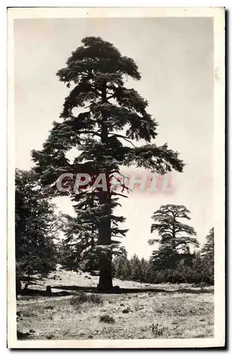 Ansichtskarte AK Arbre Environs d&#39Azrou Le Cedre Gouraud